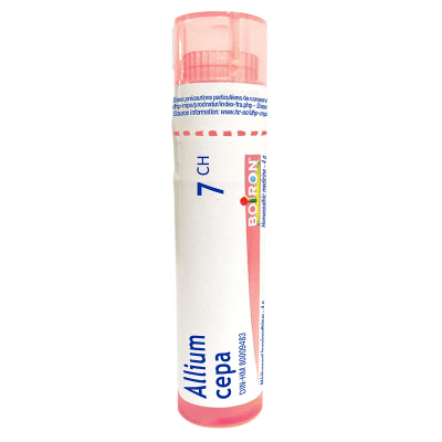 Allium cepa